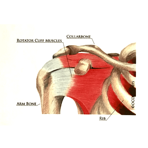 Shoulder Illustration for Medical